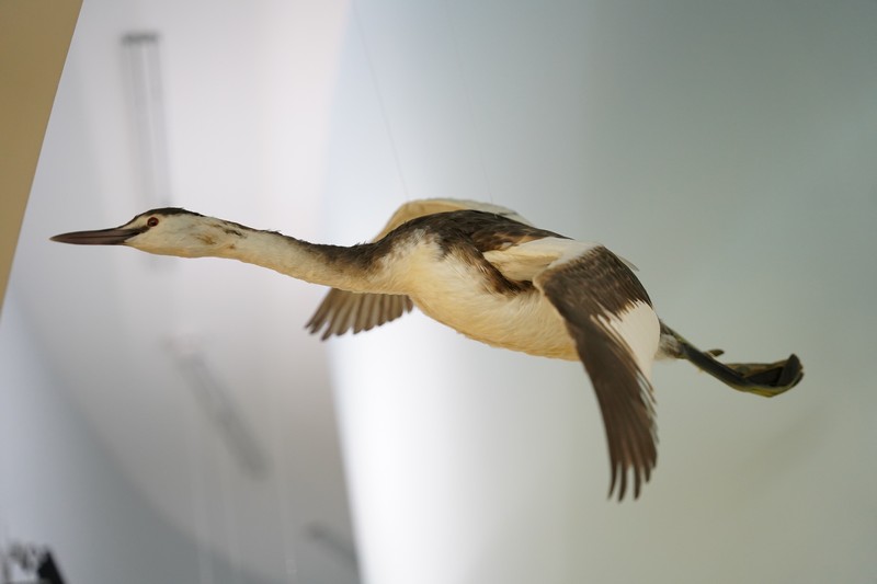 Чомга – птица года