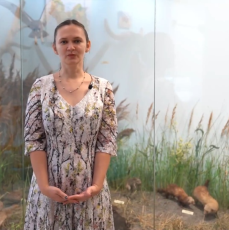 Видеосюжет «Экспонат – степной хорь»