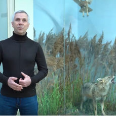 Видеосюжет «Экспонат – обыкновенный шакал»