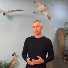 Видеоролик «Экспонат – озёрная чайка»