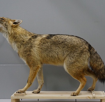 Новые поступления в собрание музея в 2025 г.