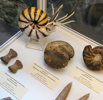 Палеонтологи в музее