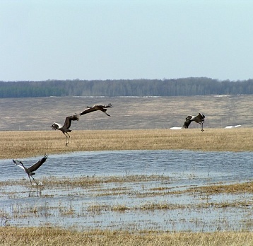 Международный день птиц