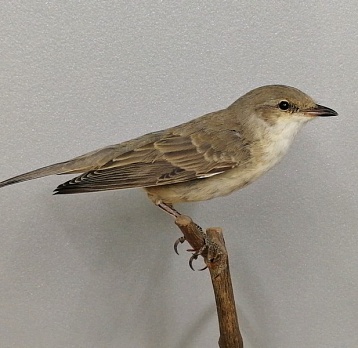 Новые поступления в собрание музея в 2025 г.