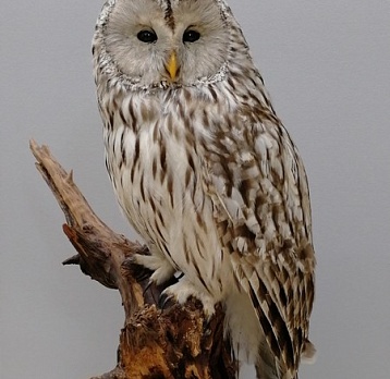 Новые поступления в собрание музея в 2025 г.