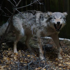 Цикл видеорассказов «Животные Мордовии. Волк»