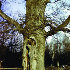Великий дуб – хранитель мордовской земли