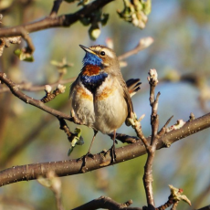 Международный день птиц