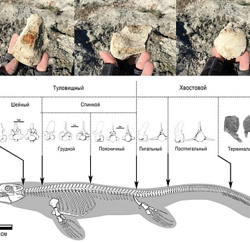 Вторая находка останков мозазавра в Мордовии